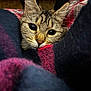 cat, tabby, close_up, blanket, cozy, fur, whiskers, eyes, indoor, resting, cute, pet, comfort, warm, snug, soft_texture, animal, portrait, feline, relaxed