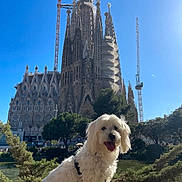 Youki participe au concours pour gagner de l'argent avec cette photo : dog, white_dog, pet, sitting, happy, tongue_out, fur, outdoor, tree, greenery, building, architecture, landmark, sky, blue_sky, sunny, nature, stone_wall, water, tourist_spot