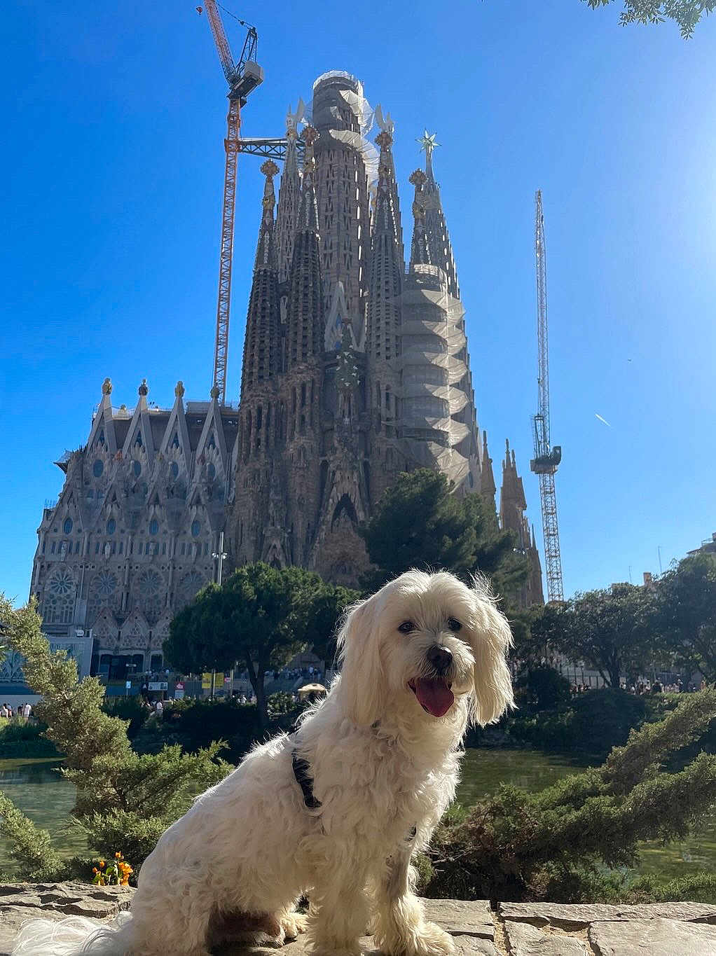 Youki participe au concours pour gagner de l'argent avec cette photo : dog, white_dog, pet, sitting, happy, tongue_out, fur, outdoor, tree, greenery, building, architecture, landmark, sky, blue_sky, sunny, nature, stone_wall, water, tourist_spot