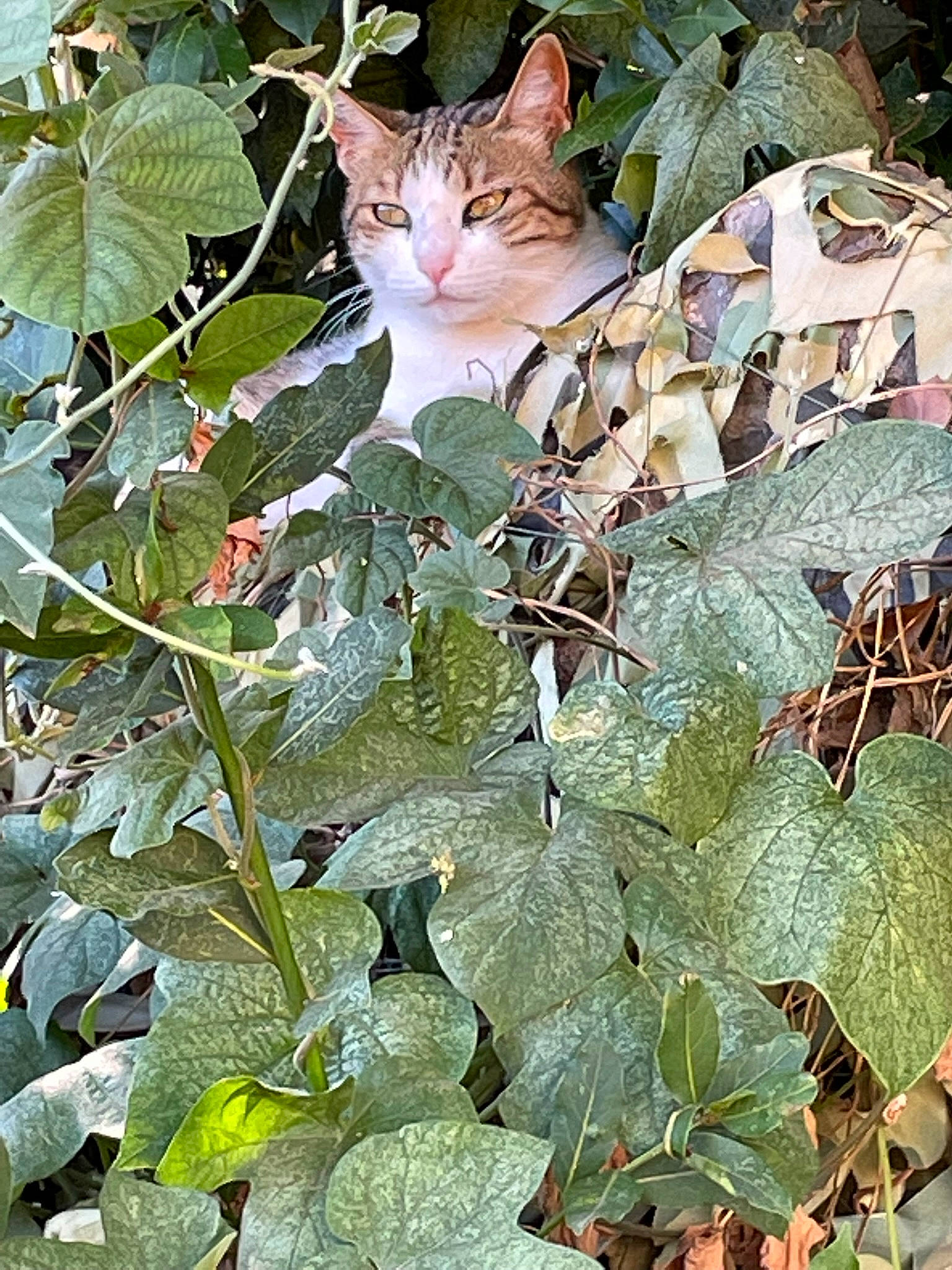 Princesse a rejoint le concours — aidez-le/la à gagner de superbes lots ! botany, carnivore, cat, domestic_short_haired_cat, felidae, flowering_plant, fur, grass, groundcover, leaf, pattern, paw, photo_caption, plant, small_to_medium_sized_cats, tail, terrestrial_animal, twig, whiskers, wildlife