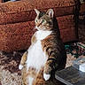 Buddy joined the competition — help win amazing prizes! cat, tabby, white_chest, green_eyes, whiskers, sitting, upright_posture, pet, animal, portrait, indoors, living_room, sofa, couch, carpet, furniture, patterned_fabric, household, relaxed, funny_pose