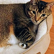Buddy joined the competition — help win amazing prizes! cats, two_cats, tabby, feline, pet, animal, cuddling, sleeping, relaxed, cozy, cat_bed, plush_bed, fur, whiskers, ears, green_eyes, indoor, wooden_floor, closeup, portrait
