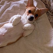 Simba joined the competition — help win amazing prizes! animal, bed, belly, blanket, chihuahua, closeup, cozy, cute, dog, ears, fur, indoor, looking_at_camera, lying_on_back, paws, pet, portrait, relaxed, small_dog, towel