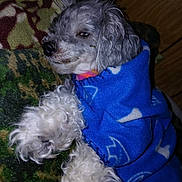 Sophia Valentine is registered to the contest to win money with this photo: dog, blanket, blue_blanket, curly_fur, sleepy, indoor, pet, cozy, paw, fur, wood_floor, patterned_blanket, small_dog, wrapped, lying_down, cute, domestic_animal, resting, animal, canine
