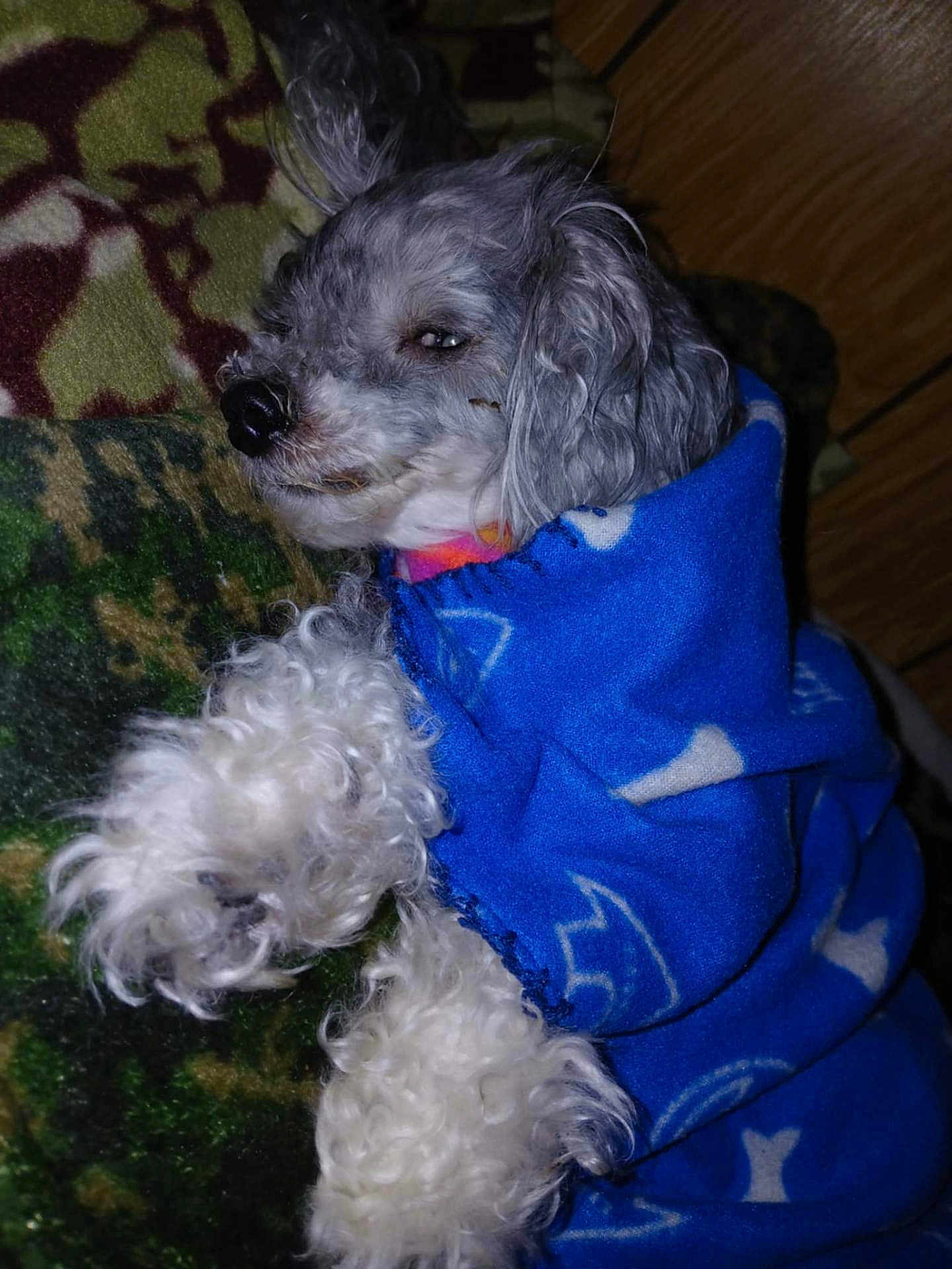 Sophia Valentine is registered to the contest to win money with this photo: dog, blanket, blue_blanket, curly_fur, sleepy, indoor, pet, cozy, paw, fur, wood_floor, patterned_blanket, small_dog, wrapped, lying_down, cute, domestic_animal, resting, animal, canine