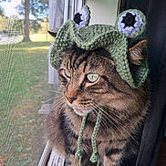Ollie joined the competition — help win amazing prizes! cat, tabby_cat, pet, animal, feline, crochet_hat, costume, green_hat, monster_hat, purple_eyes, window, screen, indoors, portrait, close_up, whiskers, striped_fur, sitting, daylight, funny
