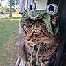 cat, tabby_cat, pet, animal, feline, crochet_hat, costume, green_hat, monster_hat, purple_eyes, window, screen, indoors, portrait, close_up, whiskers, striped_fur, sitting, daylight, funny