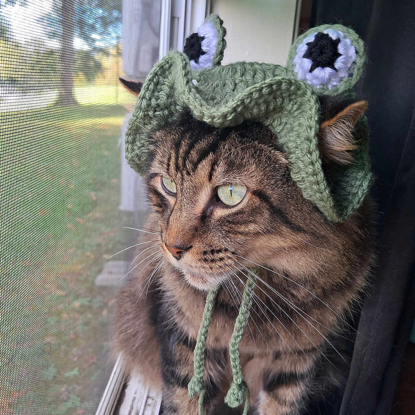 Ollie joined the competition — help win amazing prizes! cat, tabby_cat, pet, animal, feline, crochet_hat, costume, green_hat, monster_hat, purple_eyes, window, screen, indoors, portrait, close_up, whiskers, striped_fur, sitting, daylight, funny