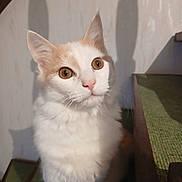 Bounty a rejoint le concours — aidez-le/la à gagner de superbes lots ! animal, carpet, cat, closeup, curious, ears, face, feline, fur, indoor, pet, portrait, shadow, sitting, stairs, stairs_carpet, sunlight, tan_cat, whiskers, white_cat