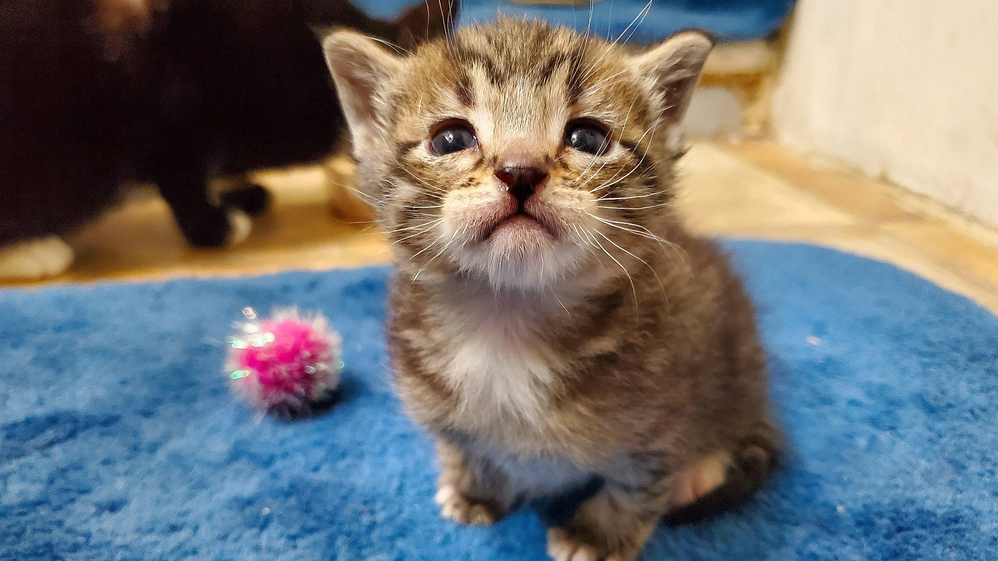 Gusterson Copperbottom joined the competition — help win amazing prizes! carnivore, cat, claw, domestic_short_haired_cat, fawn, felidae, flooring, fur, paw, small_to_medium_sized_cats, snout, tail, terrestrial_animal, whiskers