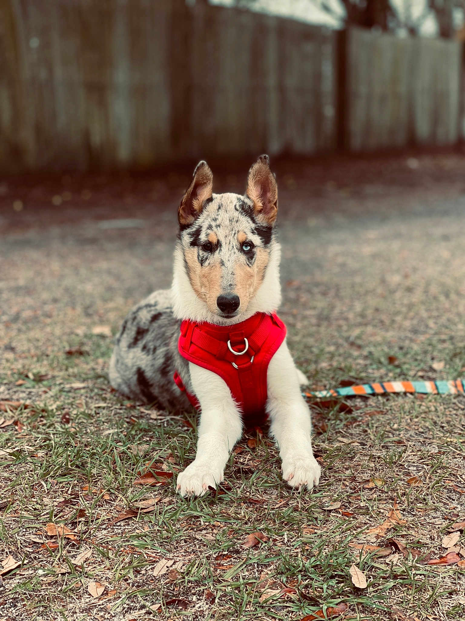 Kylo