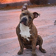 Roxanne joined the competition — help win amazing prizes! dog, brindle_coat, white_chest, sitting, outdoor, pavement, sunset, sky, trees, bare_trees, head_tilt, animal, pet, canine, nature, evening, quiet, calm, curious, portrait