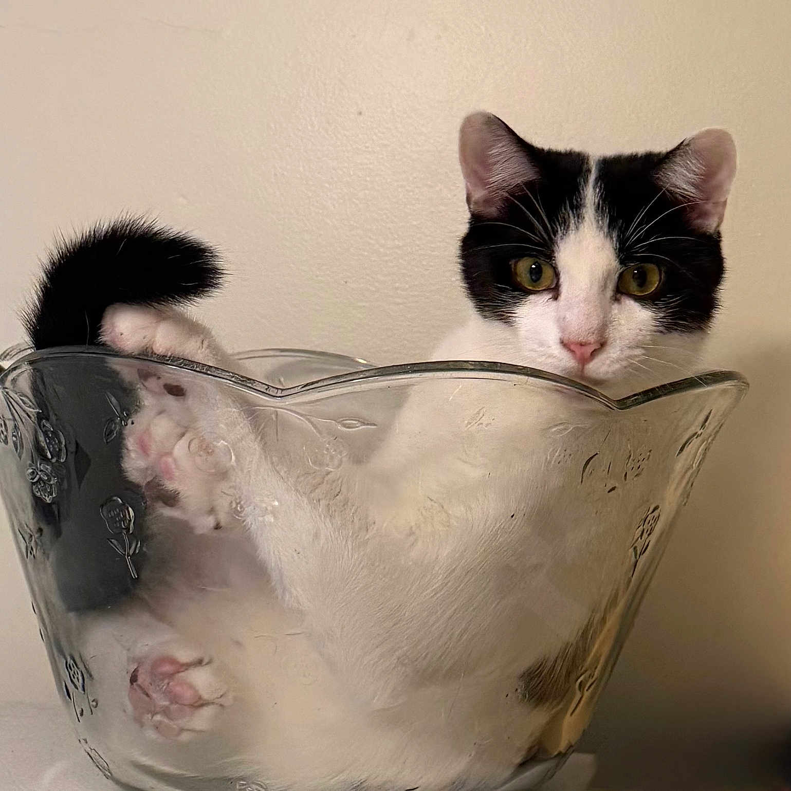Gizmo