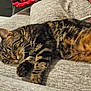 animal, calm, cat, couch, cozy, cute, domestic_animal, fur, furniture, gray, household, indoor, mammal, paws, pet, relaxation, rest, sleeping, tabby, whiskers
