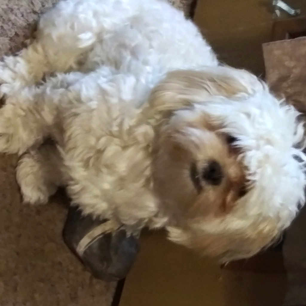 Jaxsyn is registered to the contest to win money with this photo: bichon, canidae, carnivore, companion_dog, dog, dog_breed, dog_collar, fawn, fur, labradoodle, mal_shi, maltepoo, non_sporting_group, small_terrier, sporting_group, tail, terrier, toy_dog, water_dog, working_animal