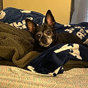Rockie is registered to the contest to win money with this photo: dog, pet, blanket, bed, cozy, ears, fur, looking, indoor, comfort, resting, cute, animal, brown, soft, texture, home, curious, lying, warm