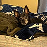 dog, pet, blanket, bed, cozy, ears, fur, looking, indoor, comfort, resting, cute, animal, brown, soft, texture, home, curious, lying, warm