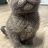 Susie Q is registered to the contest to win money with this photo: cat, kitten, gray_cat, animal, pet, feline, sitting, portrait, close_up, fluffy, fur, whiskers, ears, eyes, paws, indoor, floor, adorable, cute, photography