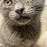 Susie Q joined the competition — help win amazing prizes! cat, kitten, gray_cat, close_up, portrait, face, eyes, golden_eyes, whiskers, nose, fur, fluffy, paws, pet, animal, adorable, staring, indoor, soft_lighting, photography