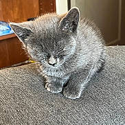 Susie Q is registered to the contest to win money with this photo: cat, kitten, gray_fur, fluffy, sitting, closed_eyes, pet, animal, indoors, carpet, furniture, wooden_shelf, cozy, portrait, close_up, whiskers, ears, paws, soft_lighting, cute