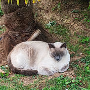 Léo a rejoint le concours — aidez-le/la à gagner de superbes lots ! cat, siamese_cat, sleeping, outdoor, grass, tree_trunk, leaves, nature, resting, animal, fur, mammal, pet, relaxation, greenery, ground, closeup, daylight, peaceful, tropical