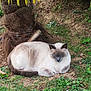 cat, siamese_cat, sleeping, outdoor, grass, tree_trunk, leaves, nature, resting, animal, fur, mammal, pet, relaxation, greenery, ground, closeup, daylight, peaceful, tropical