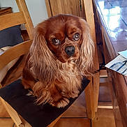 Pasco a rejoint le concours — aidez-le/la à gagner de superbes lots ! dog, long_hair, brown_dog, pet, chair, wooden_chair, cushion, indoor, kitchen, table, floor_tiles, furniture, animal, cute, companion, looking, sitting, domestic, ears, fur