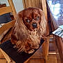 dog, long_hair, brown_dog, pet, chair, wooden_chair, cushion, indoor, kitchen, table, floor_tiles, furniture, animal, cute, companion, looking, sitting, domestic, ears, fur