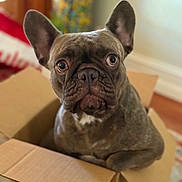 Coco Chanel is registered to the contest to win money with this photo: dog, french_bulldog, box, pet, indoor, brown, curious, animal, closeup, portrait, ears, snout, domestic_animal, cute, sitting, looking_up, wrinkles, eye_contact, furniture, home