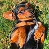 dog, grass, outdoor, sunlight, pet, canine, black_fur, tan_fur, small_dog, lying_down, playful, paw, ears, animal, cute, nature, relaxed, close_up, adorable, expression