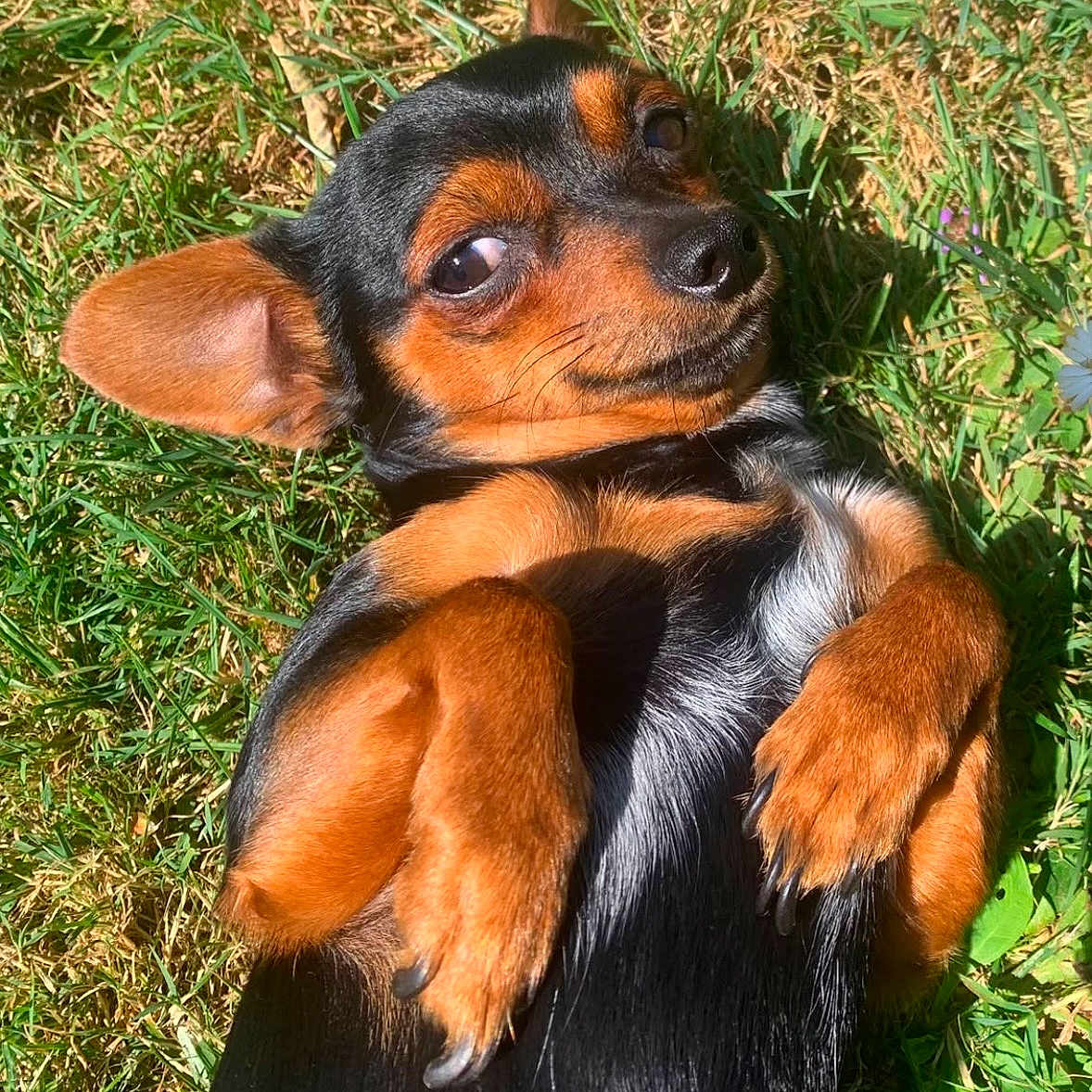 Vinny a rejoint le concours — aidez-le/la à gagner de superbes lots ! dog, grass, outdoor, sunlight, pet, canine, black_fur, tan_fur, small_dog, lying_down, playful, paw, ears, animal, cute, nature, relaxed, close_up, adorable, expression