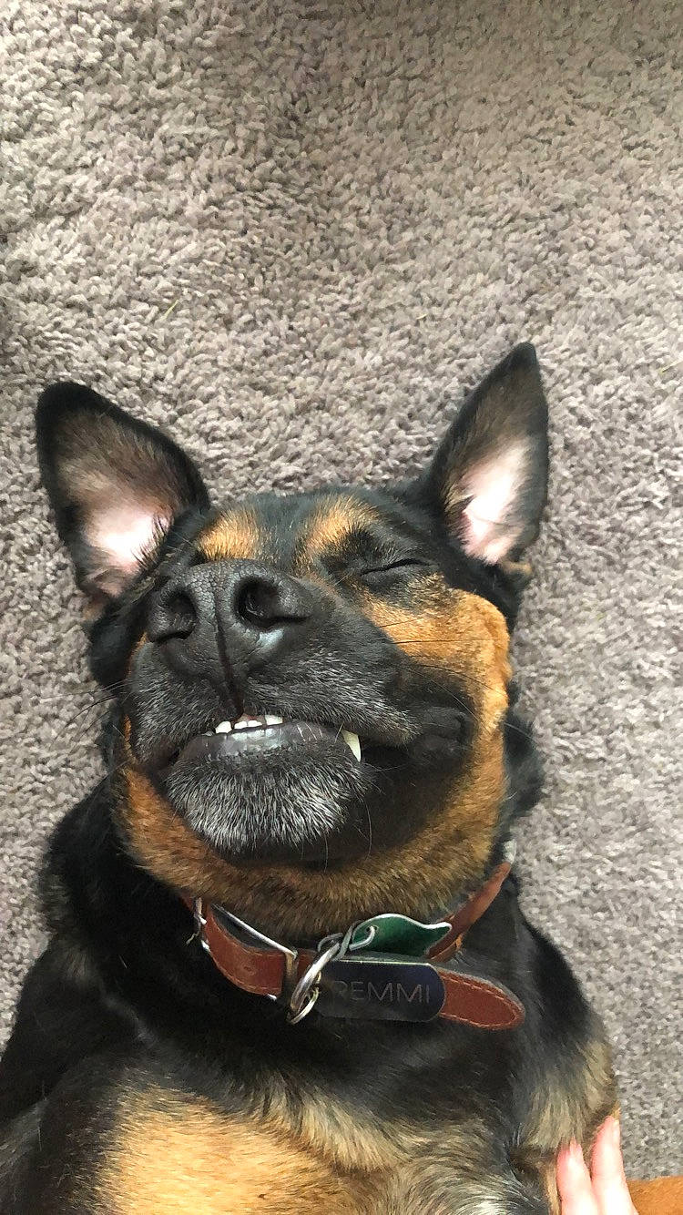 Rem joined the competition — help win amazing prizes! canidae, carnivore, collar, companion_dog, dog, dog_breed, dog_collar, dog_supply, ear, fashion_accessory, fawn, fur, head, leash, pet_supply, snout, sporting_group, toy_dog, whiskers, working_animal