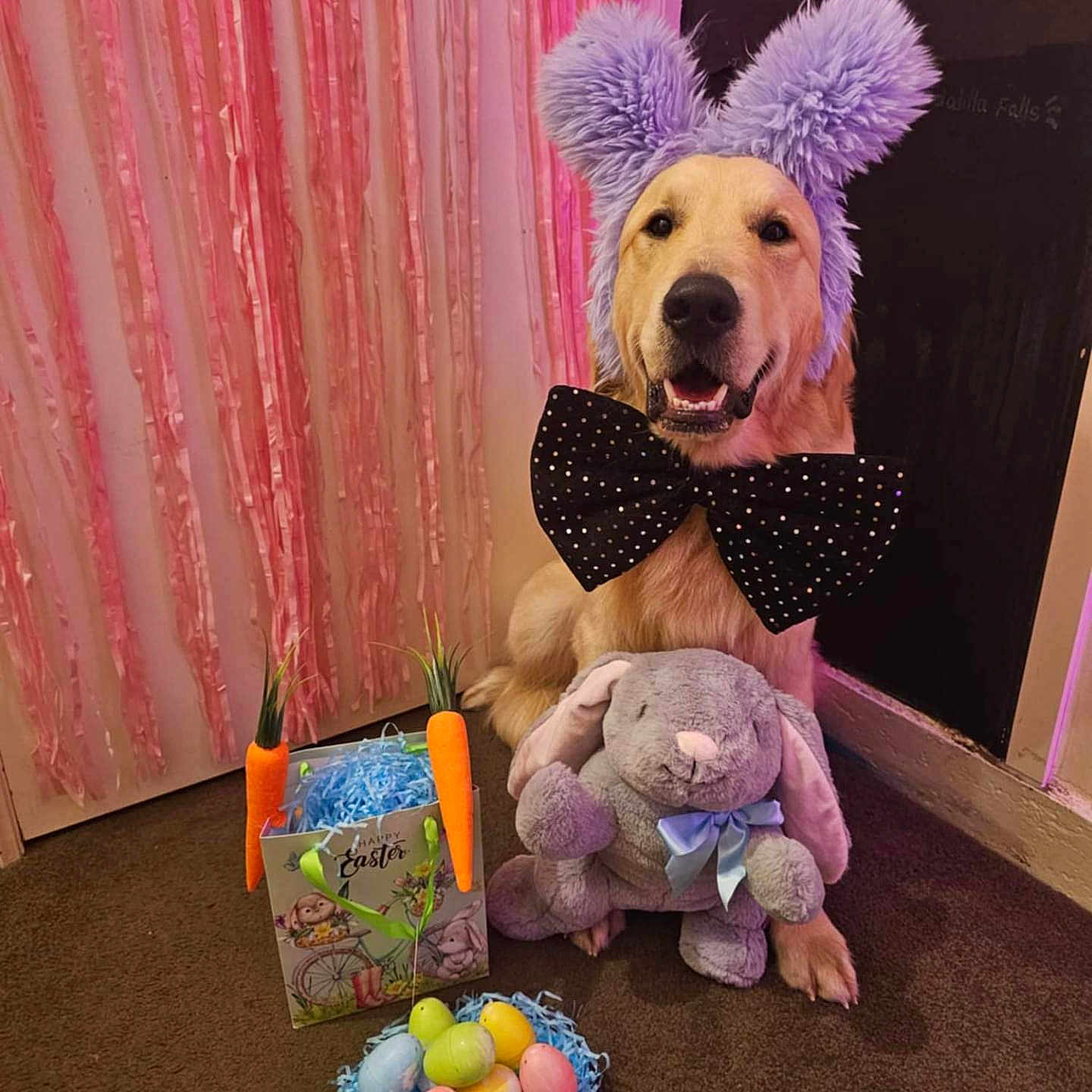 Moose is registered to the contest to win money with this photo: bow_tie, brown_carpet, bunny_ears, carrot_decorations, celebration, cute, dog, easter, easter_eggs, festive, gift_bag, golden_retriever, holiday, indoor, pet, pink, plush_toy, ribbons, smiling_dog, stuffed_animal