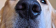 Moose joined the competition — help win amazing prizes! animal, blurred_background, canine, close_up, curious, cute, dog, friendly, fur, golden_retriever, indoor, macro, muzzle, nose, pet, portrait, snout, texture, wet_nose, whiskers