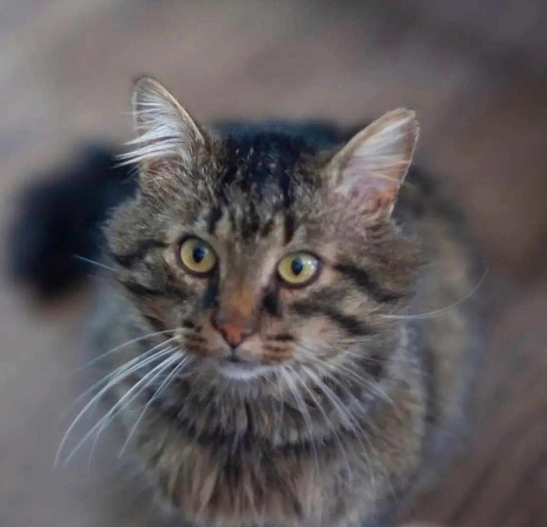 Noutnout participe au concours pour gagner de l'argent avec cette photo : cat, tabby, animal, pet, feline, whiskers, fur, ears, yellow_eyes, closeup, curious, indoor, portrait, mammal, cute, domestic, looking, soft_focus, background_blur, young_cat