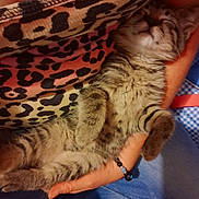 Spaz is registered to the contest to win money with this photo: kitten, cat, sleeping, hand, feline, tabby, paw, fur, pet, cozy, resting, animal, cute, patterned_fabric, leopard_print, bed, soft, domestic_cat, closeup, relaxation