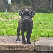 Mitzi is registered to the contest to win money with this photo: puppy, dog, black_dog, grass, garden, concrete, outdoor, pet, animal, young_dog, curious, standing, greenery, brick_wall, nature, canine, cute, portrait, daylight, front_view