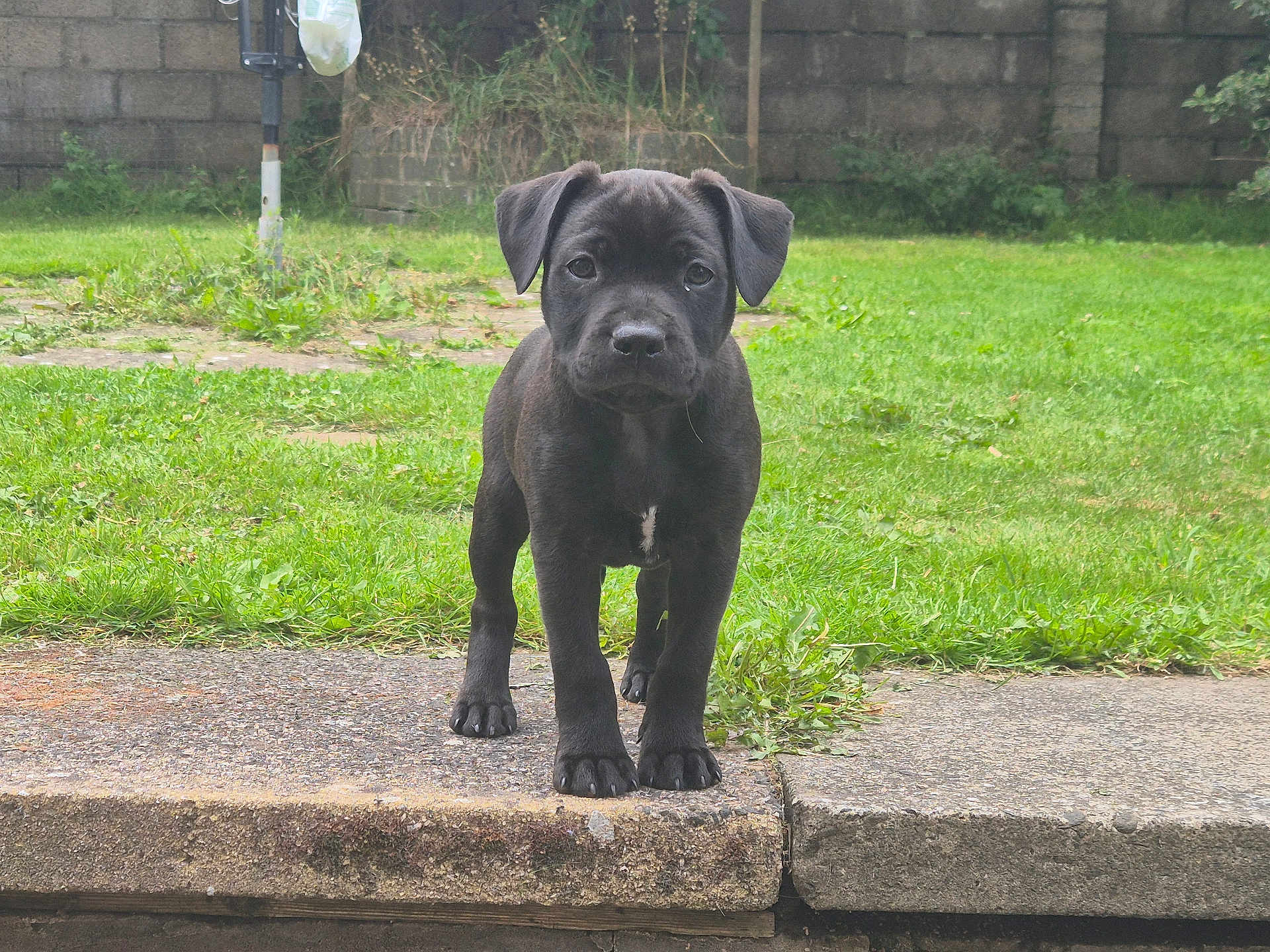 Mitzi is registered to the contest to win money with this photo: puppy, dog, black_dog, grass, garden, concrete, outdoor, pet, animal, young_dog, curious, standing, greenery, brick_wall, nature, canine, cute, portrait, daylight, front_view