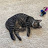cat, tabby, carpet, toy, feathers, indoor, pet, animal, feline, resting, curious, striped, whiskers, paws, relaxed, playful, domestic, cute, cozy, looking