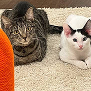 Simba is registered to the contest to win money with this photo: cat, tabby_cat, white_cat, black_spots, carpet, indoor, pet, animal, cute, fluffy, curious, resting, orange_object, knitted, toy, floor, closeup, feline, domestic_animal, companion