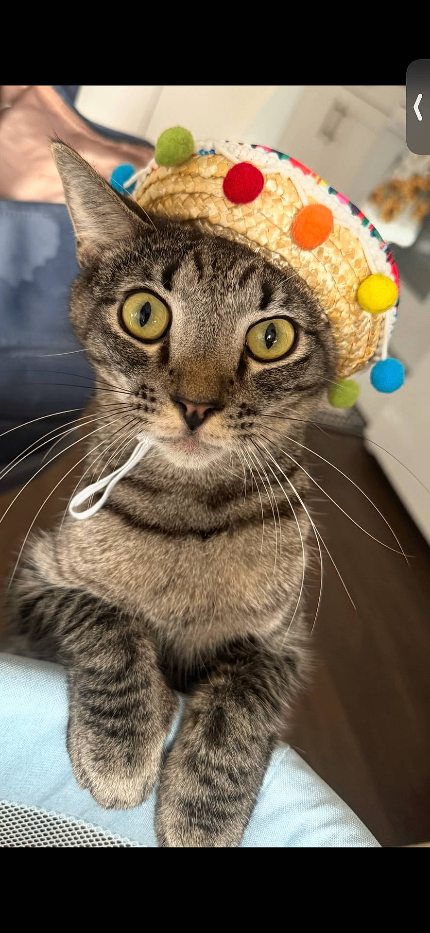 Simba