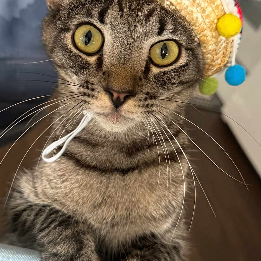 Simba