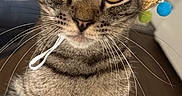 Simba is registered to the contest to win money with this photo: animal, brown, cat, close_up, colorful, curious, cute, domestic_animal, feline, hat, indoor, pet, pom_poms, portrait, soft_surface, sombrero, striped, tabby_cat, whiskers, wide_eyes