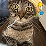 Simba is registered to the contest to win money with this photo: cat, tabby_cat, pet, animal, indoor, sombrero, hat, colorful, pom_poms, whiskers, curious, wide_eyes, close_up, feline, cute, domestic_animal, portrait, soft_surface, brown, striped