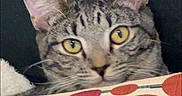 Simba is registered to the contest to win money with this photo: cat, tabby, yellow_eyes, peeking, polka_dot, pattern, couch, furniture, curious, pet, indoor, close_up, whiskers, ears, face, animal, domestic, cozy, relaxed, cute