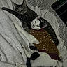Simba joined the competition — help win amazing prizes! cat, cats, sleeping, cozy, blanket, sweater, pet_clothing, fur, indoor, resting, tabby_cat, black_and_white_cat, animal, cute, friendship, relaxation, soft_texture, bed, domestic_cat, companion