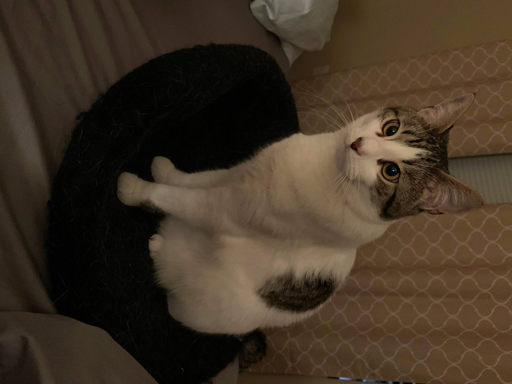 Loki joined the competition — help win amazing prizes! carnivore, cat, cat_supply, claw, comfort, domestic_short_haired_cat, door, felidae, fur, grey, paw, small_to_medium_sized_cats, snout, tail, whiskers