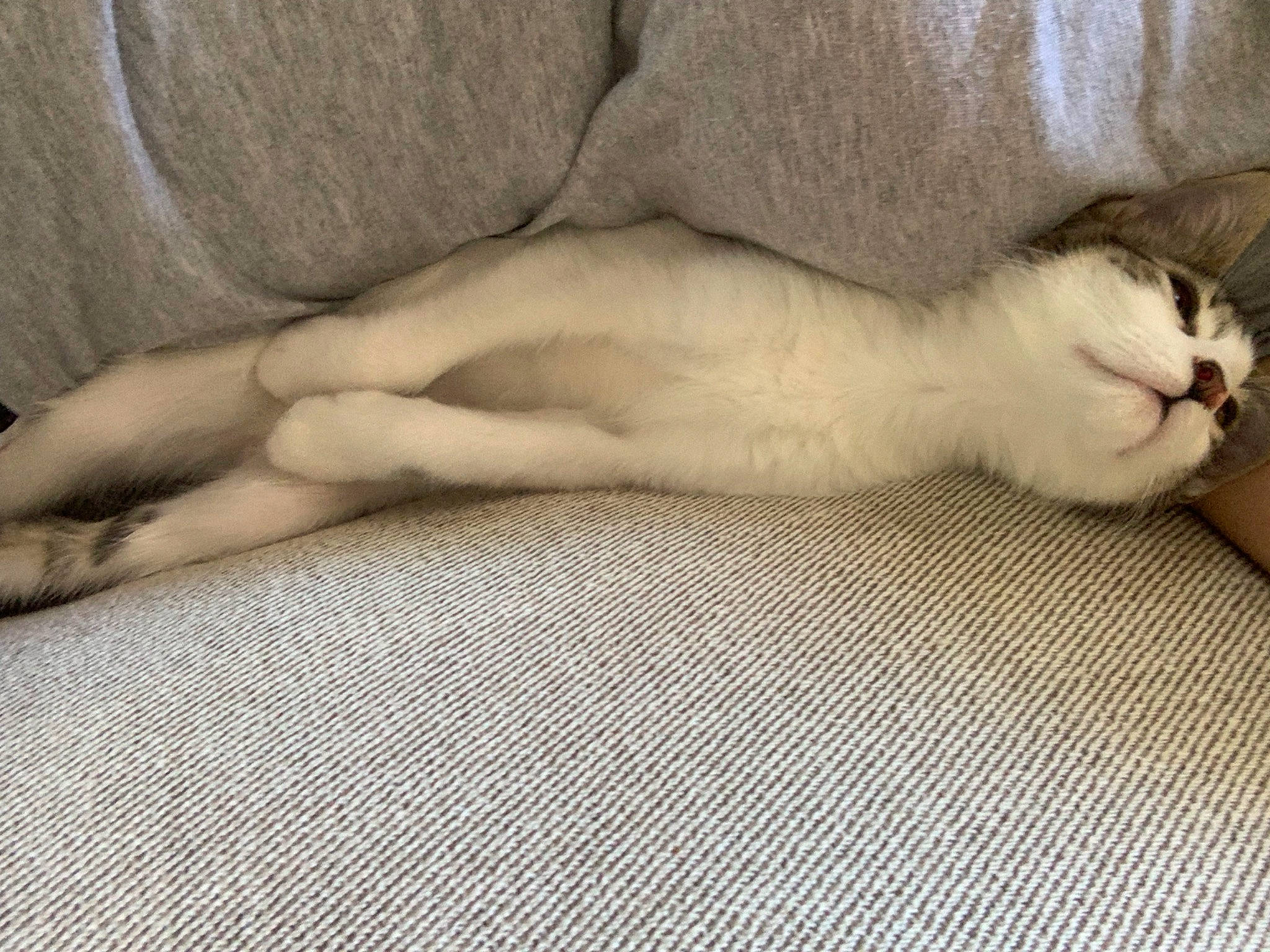 Loki joined the competition — help win amazing prizes! carnivore, cat, comfort, domestic_short_haired_cat, fawn, felidae, flooring, foot, fur, grey, hardwood, linens, nap, paw, small_to_medium_sized_cats, snout, tail, terrestrial_animal, whiskers, wood