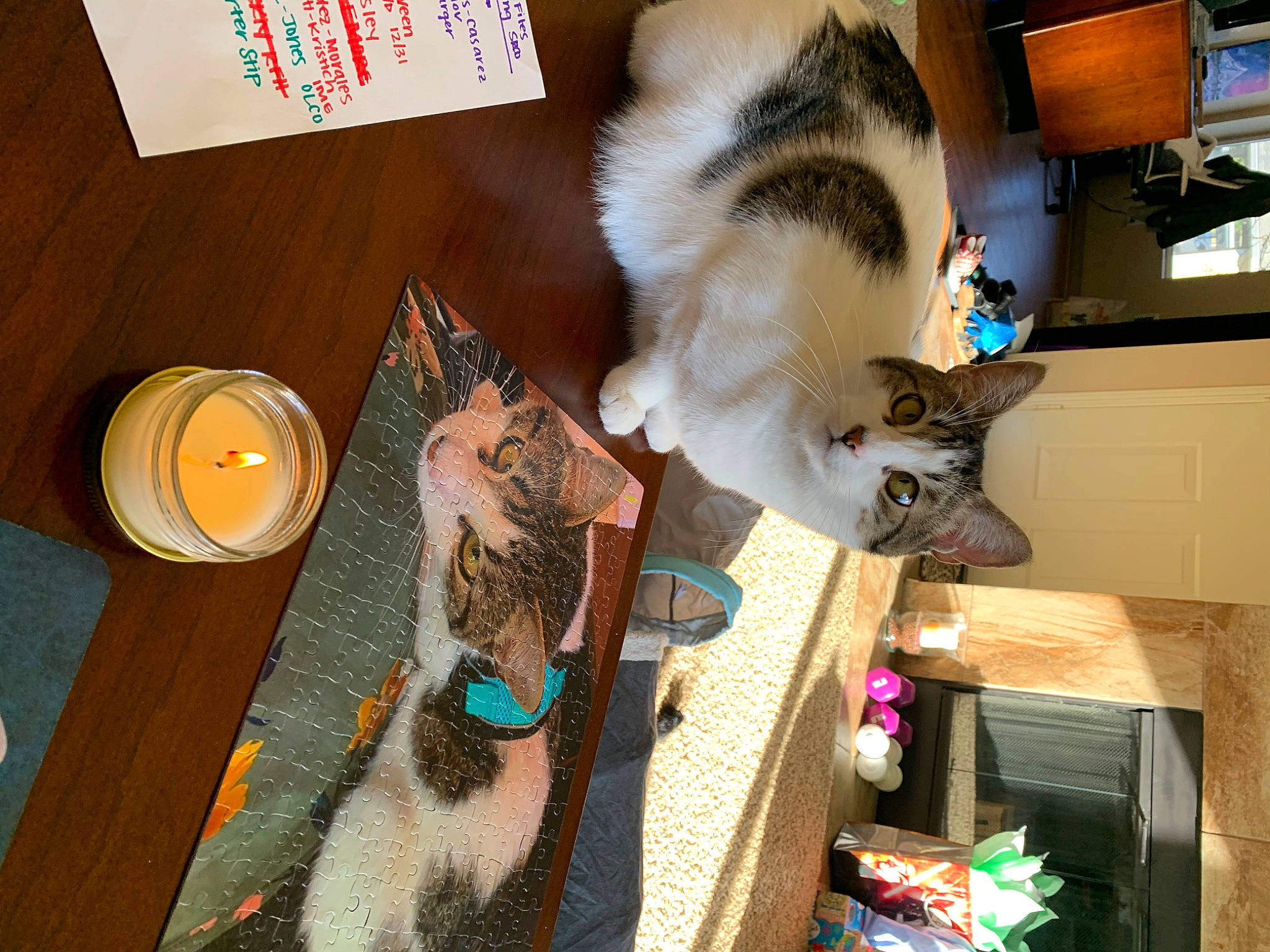 Loki is registered to the contest to win money with this photo: box, canidae, carnivore, cat, cat_supply, dog_breed, domestic_short_haired_cat, fawn, felidae, flooring, fur, hardwood, mammal, pet_supply, room, small_to_medium_sized_cats, tail, vertebrate, whiskers, wood