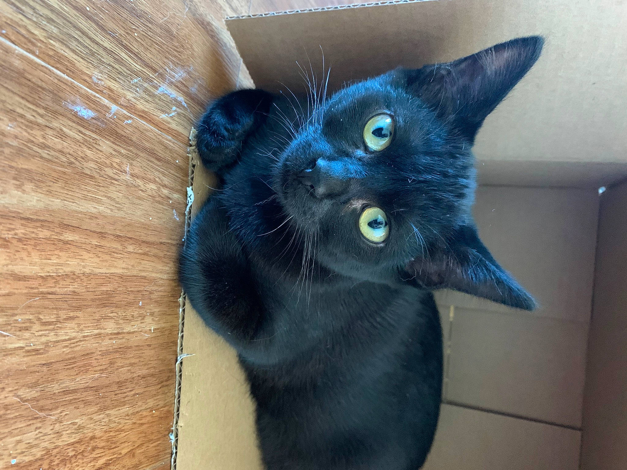 Arthur is registered to the contest to win money with this photo: black_cat, bombay, carnivore, cat, cat_supply, claw, domestic_short_haired_cat, electric_blue, felidae, fur, hardwood, plank, small_to_medium_sized_cats, tail, whiskers, wood, wood_stain